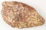 Fossil Phytosaur Scute - New Mexico #192905-1